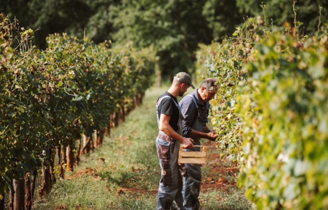 PILATO WINERY IN ISTRIA
