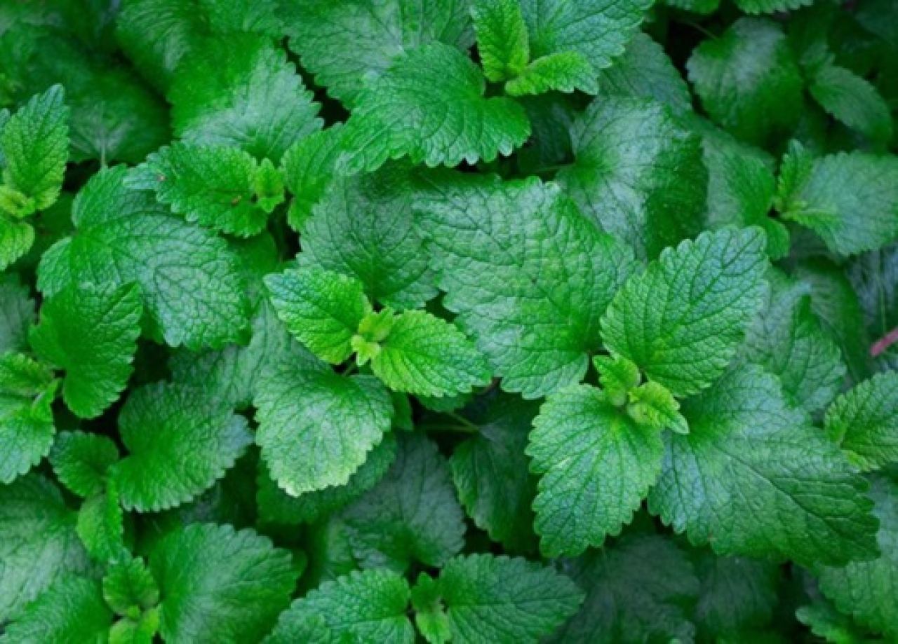 SADNICE AROMATIČNOG BILJA I MASLINA