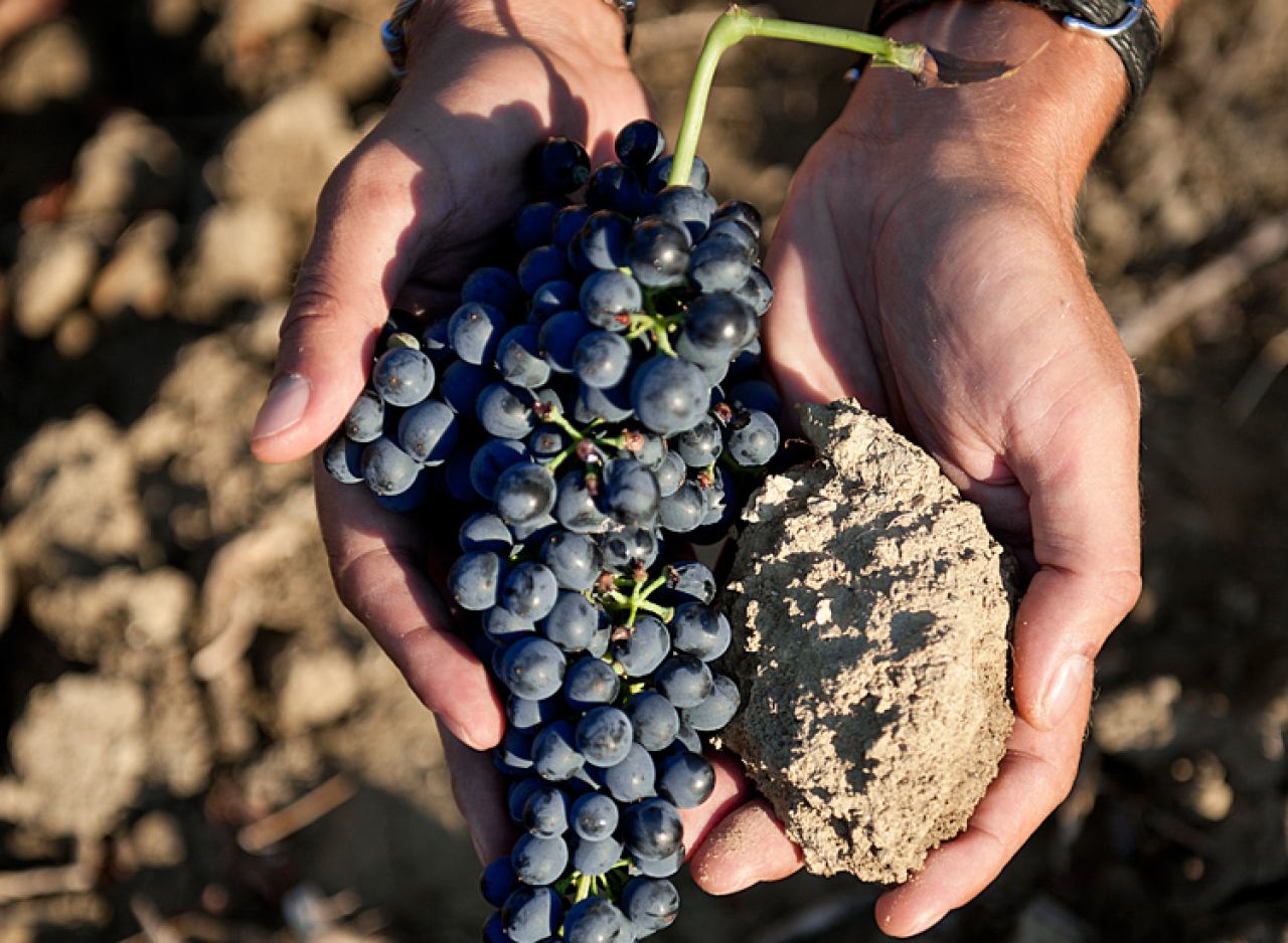 PROIZVODNJA VRHUNSKIH VINA