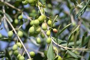Extra virgin olive oil Istra