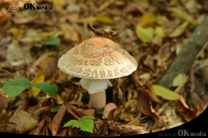 Grafička obrada